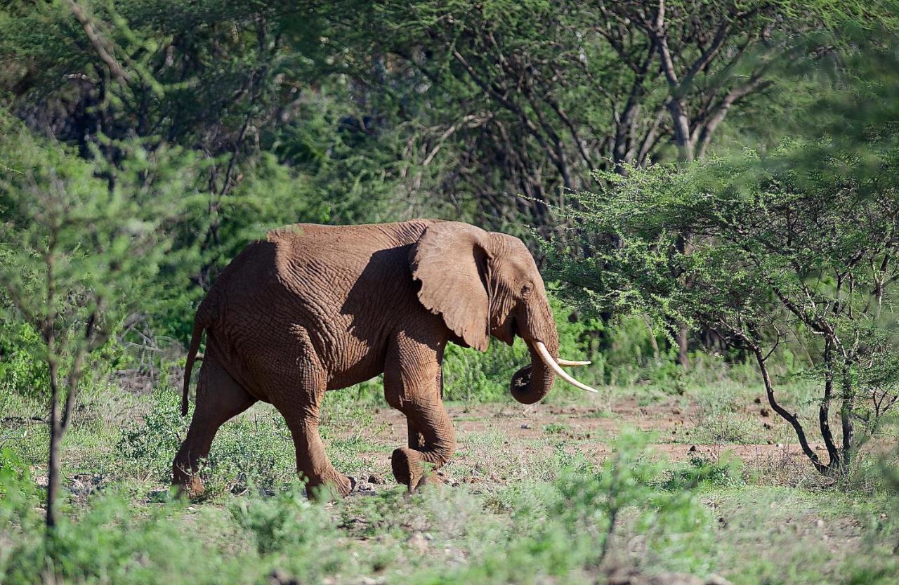 Severin Safari Camp Tsavo West National Park Exterior foto